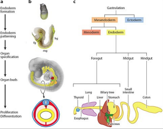 <p>The digestive system</p>
