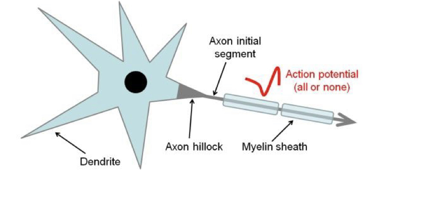 <p>Site of AP initiation on a central neuron, located past the axon hillcock. Has a high density of voltage-gated Na channels.</p>