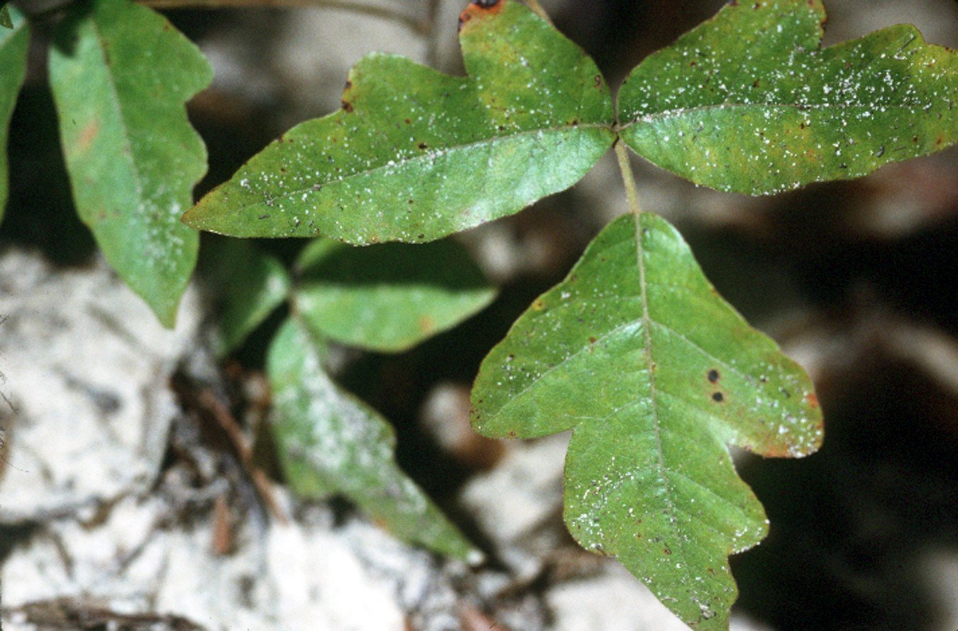 <p><em>Toxicodendron radicans </em>(Poison Oak) Characteristics</p>