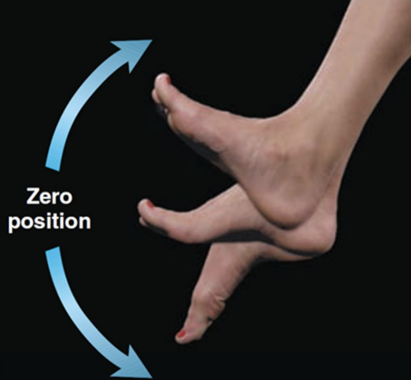 <p>upward movement of foot at ankle (toes up)</p>