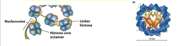 <ul><li><p>larger than core histones, <strong>positively-charged, basic proteins</strong></p></li><li><p>Histones H1, H5, H1’,etc (NO REMEMBER)</p></li><li><p><strong>between core octamers</strong></p></li></ul><p></p>