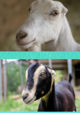 <ul><li><p><span style="color: rgb(0, 0, 0);">Only breed of goat developed in the US.</span></p></li><li><p><span style="color: rgb(0, 0, 0);">Easily recognized by their very short ear pinnae.</span></p></li><li><p><span style="color: rgb(0, 0, 0);">Also known for high milk production and high butterfat content of their milk.</span></p></li><li><p><span style="color: rgb(0, 0, 0);">La Mancha goats may be any color known to occur in goats.</span></p></li><li><p><span style="color: rgb(0, 0, 0);">Two types of ears: Gopher Ear and Elf Ear</span></p></li></ul><p><span style="color: rgb(0, 0, 0);"><br></span></p>