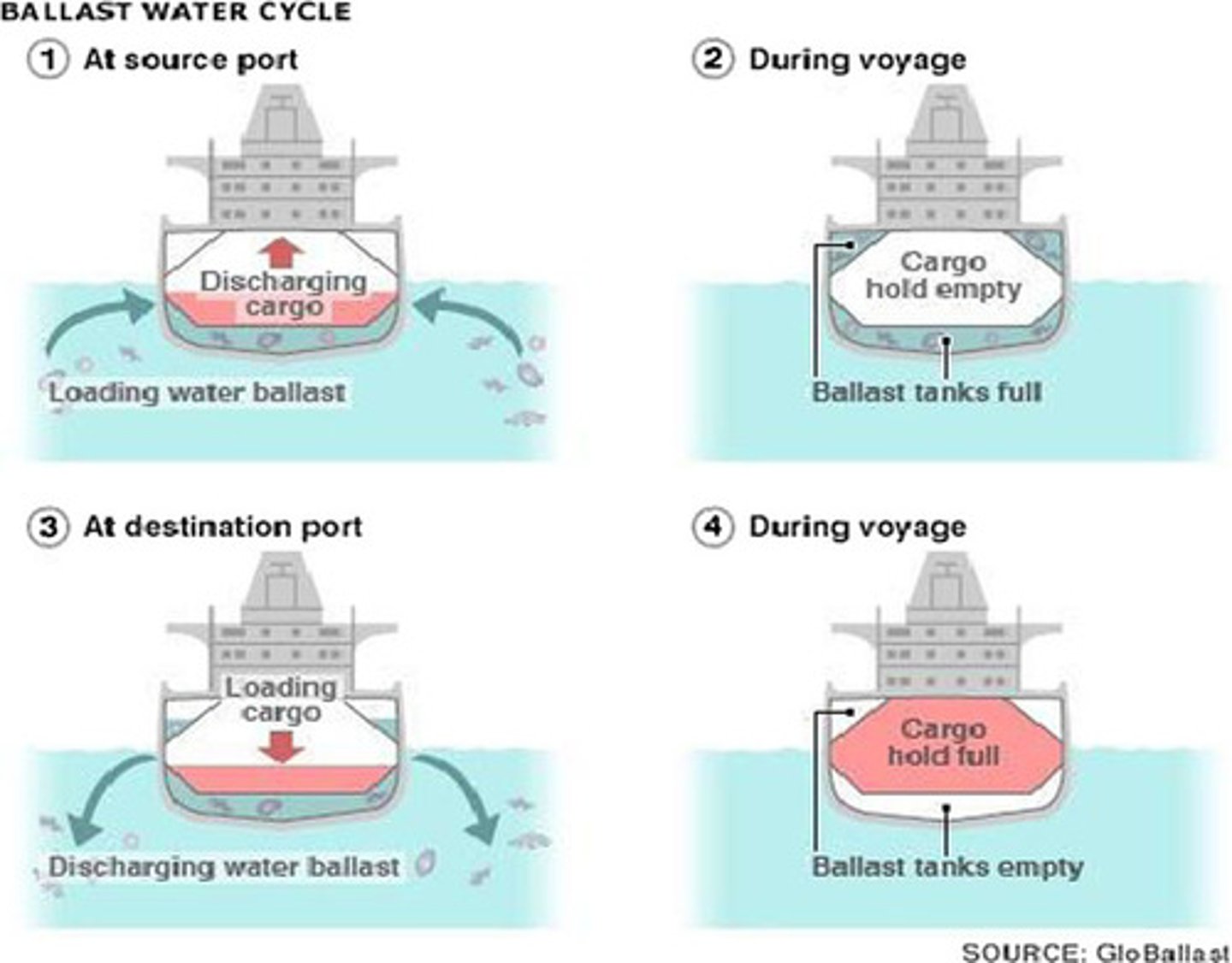 <p>water filled into an empty ship in place of heavy cargo to stabilize it until it reaches its port. Then releasing the and all the organisms in it to the new location. Introduced 60% - 70% of all Great Lake invasive species</p>