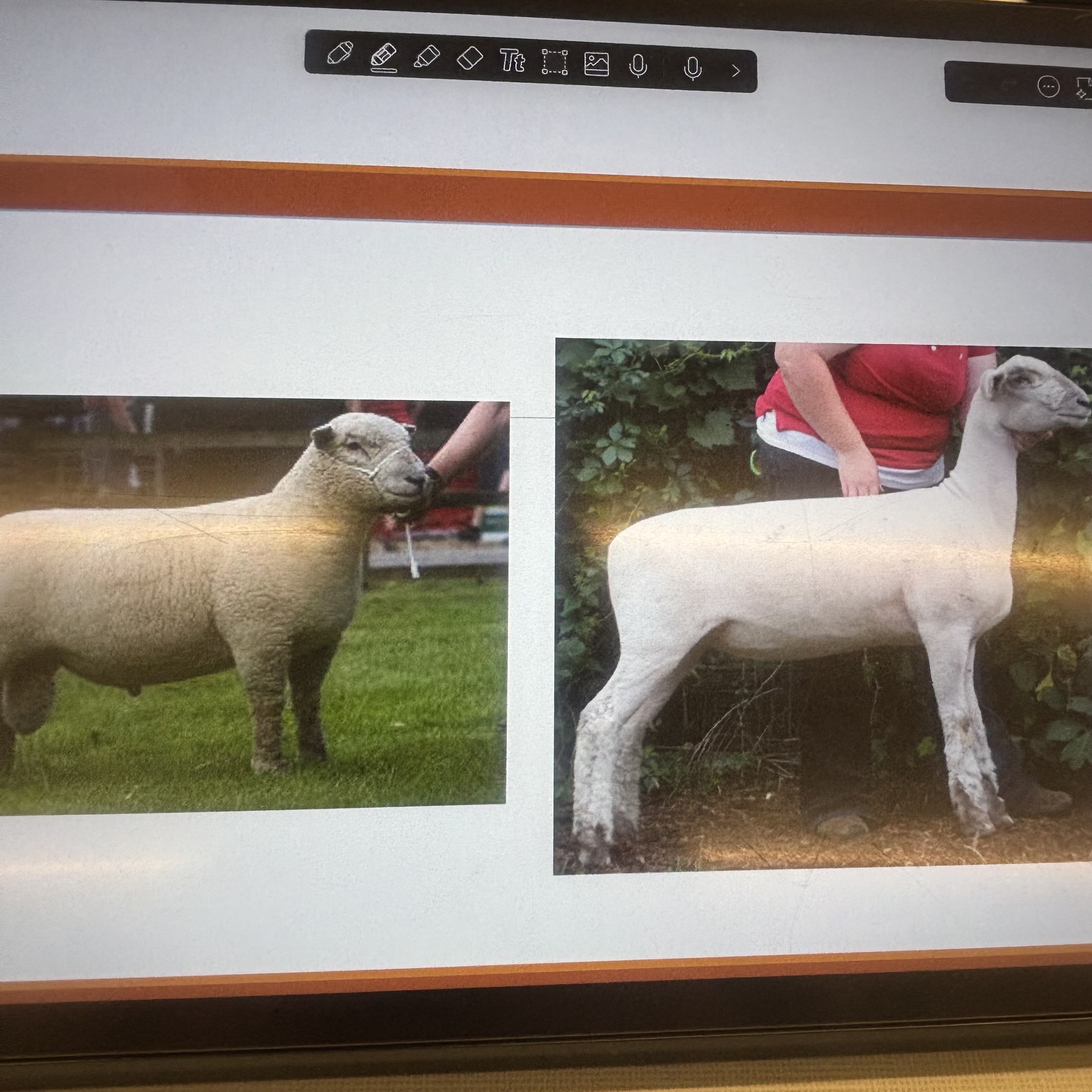 <p>What breed ?</p>