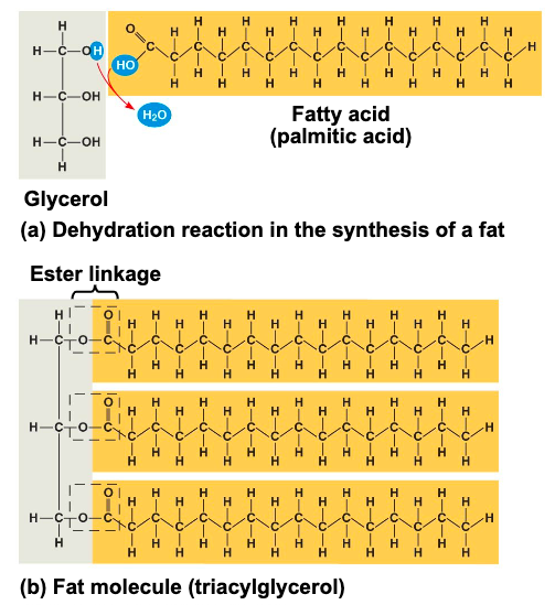 <p>consists of a carboxyl group attached to a long carbon skeleton </p>