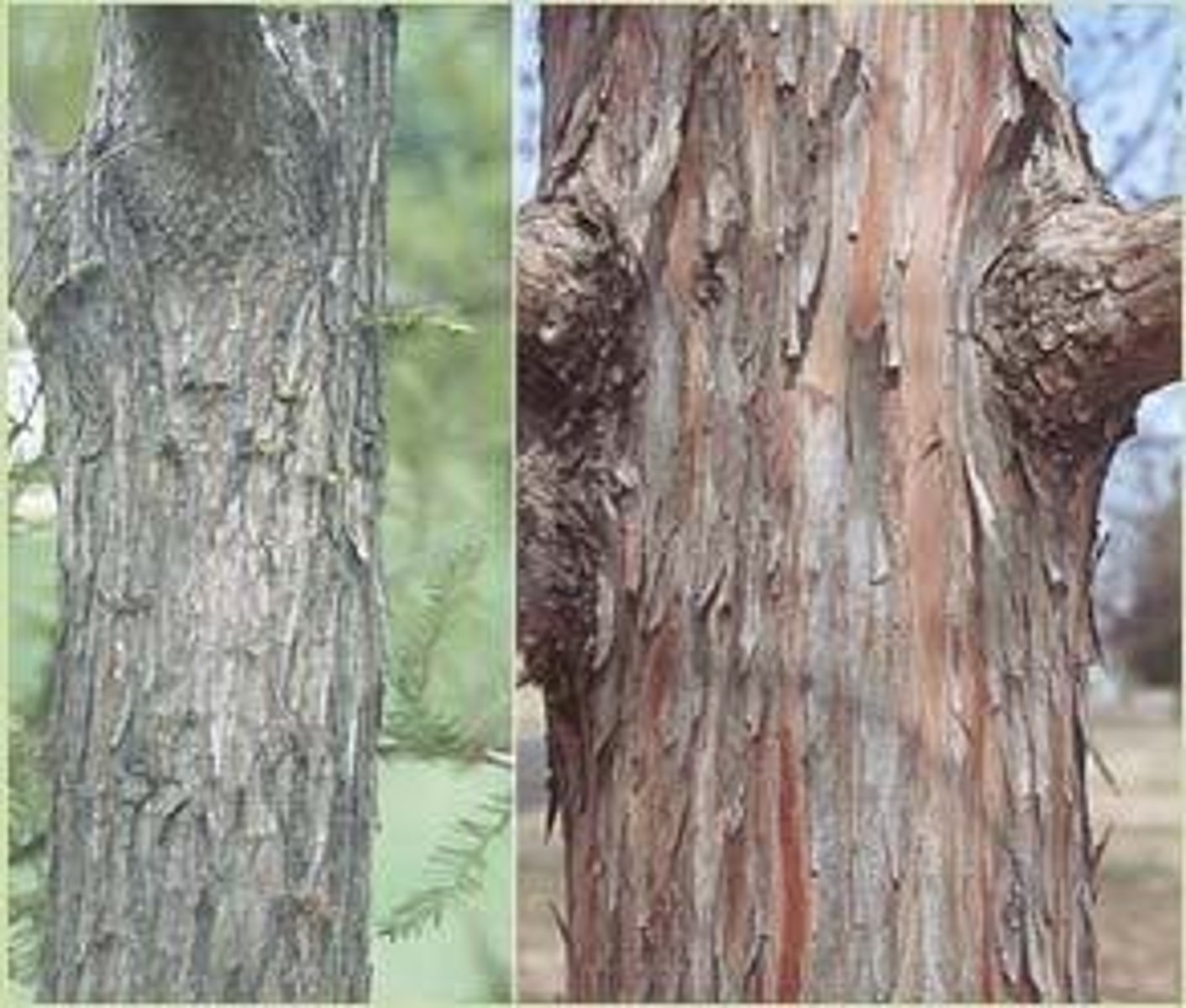 <p>Reddish brown when young, darker, fissured, and exfoliating in strips when mature.</p>