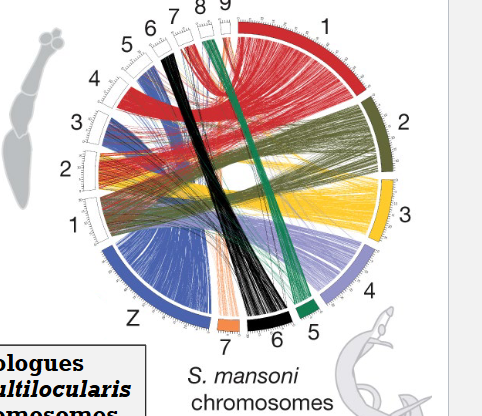 <p>Tapeworm genome vs Flatworm distant relative </p>