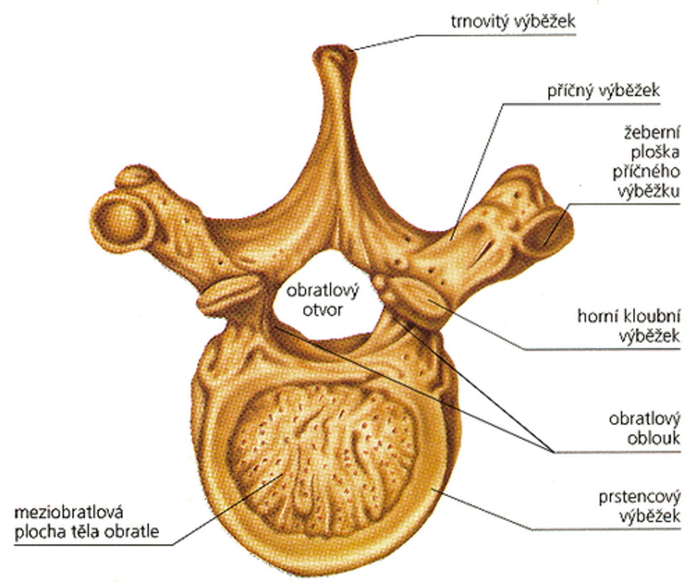 <p>obratel</p>
