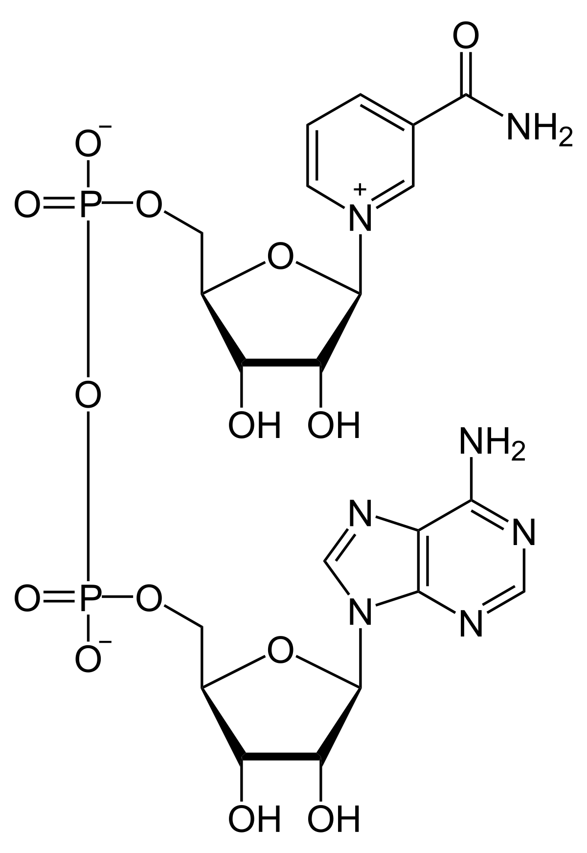 energiedragermolecuul, nicotinamide-adenine-dinucleotide