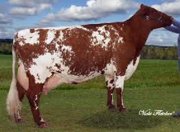 <p>What breed of cow is this?</p>