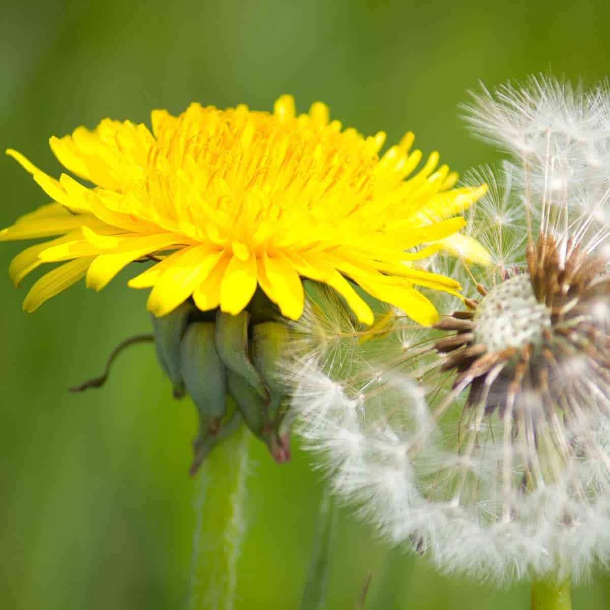 <p>What weed is this?</p>