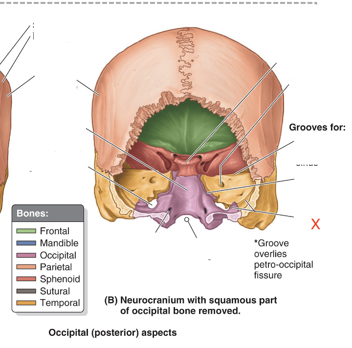 <p>Name the area marked “X”</p>