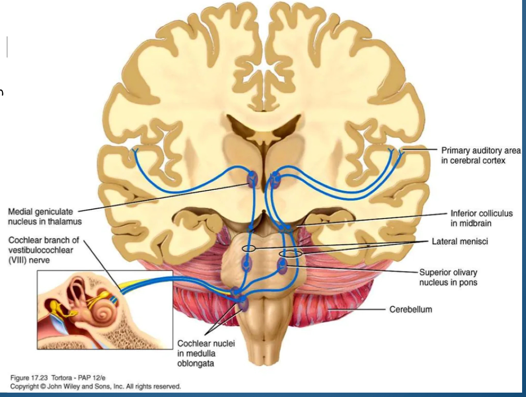 <ol><li><p>Cochlea to</p></li><li><p>Brain stem (central) to</p></li><li><p>Cochlear nuclei on one side to</p></li><li><p>Bilateral pathway: lateral Lemniscus to</p></li><li><p>Thalamus to</p></li><li><p>Primary auditory cortex</p></li></ol><p></p><p></p>