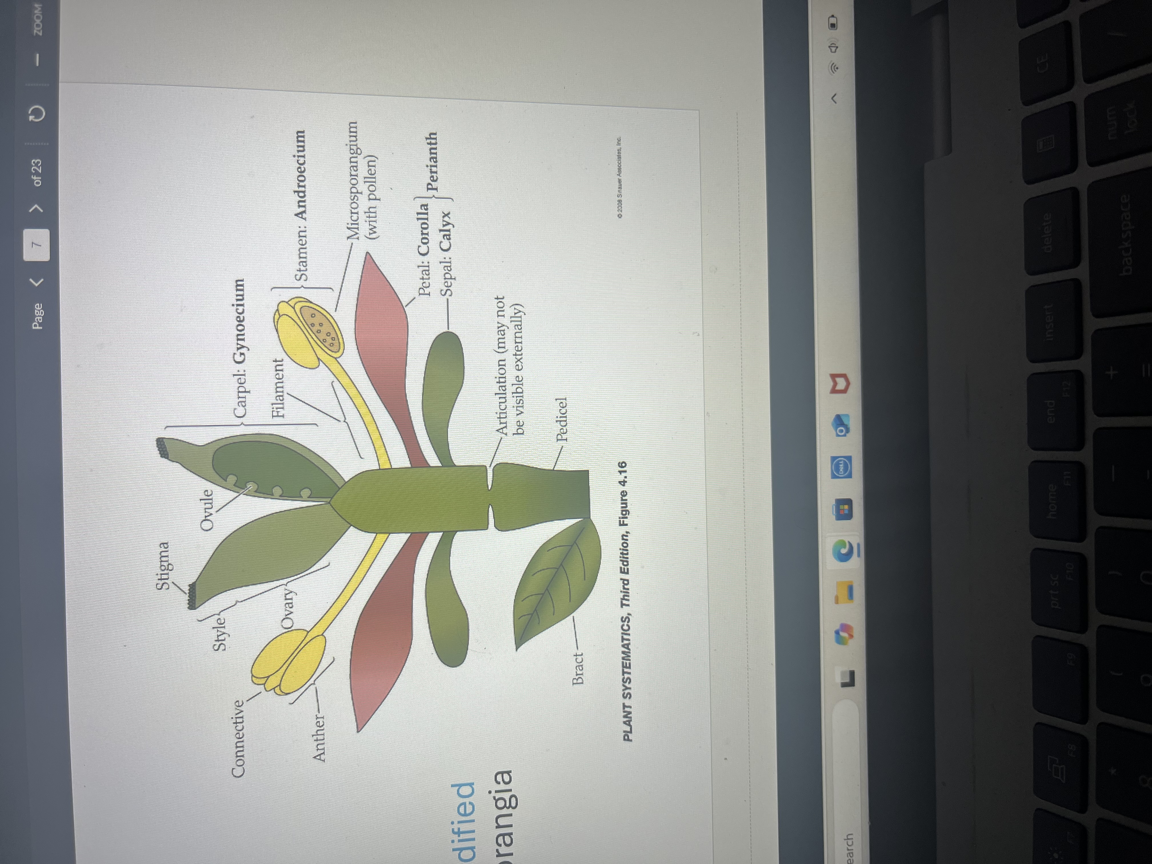 <p>A shoot with modified leaves</p><p>Some have sporangia</p><p>Sepals or calyx (leaves at base for prot. And attraction)</p><p>Petals or corolla for protection and attraction</p><p>Stamens (has male microsporangia)</p><p>Ovules and seeds enclosed by leaf called carpel</p><p>Pistil is fused carpel containing ovary </p><p>Style and stigma are in pistil and receive and transmit pollen to ovary</p>