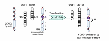 <p>Rearrangements of genetic material to juxtapose gene promoters/regulatory elements which drives inappropriate gene expression (activating mutation) </p><p></p><p>Translocation of CCND1 gene from Chr 11 to CHr 14 leading to  IGH enhancer element having an effect by switching on CCND1 gene leading to excess Cyclin D1 protein which results in deregulation of cell cycle at R point</p><p>Seen frequently in Mantle cell lymphoma</p>