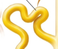 <p>what is this?</p>