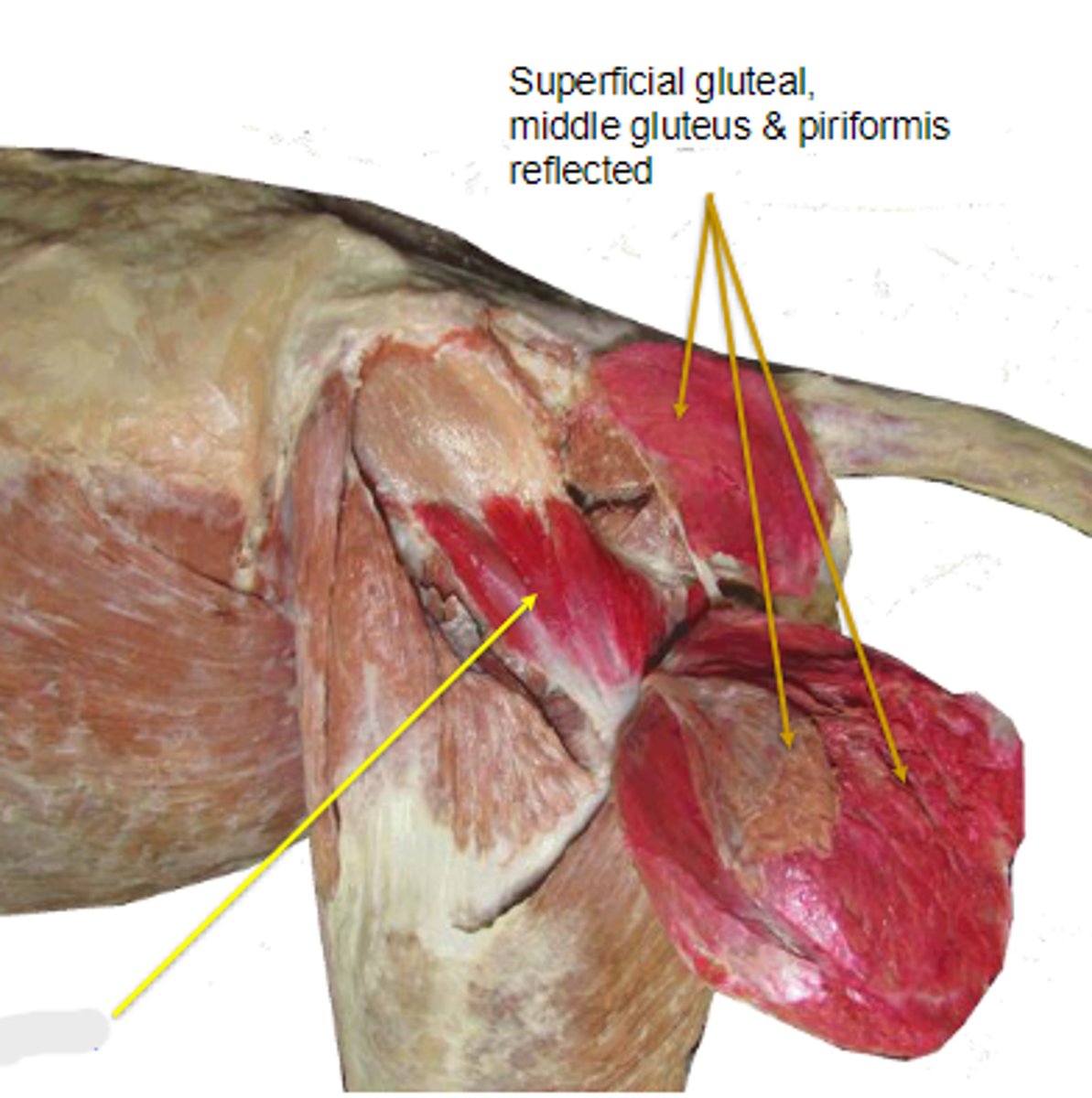 <p>What muscle is shown?</p>