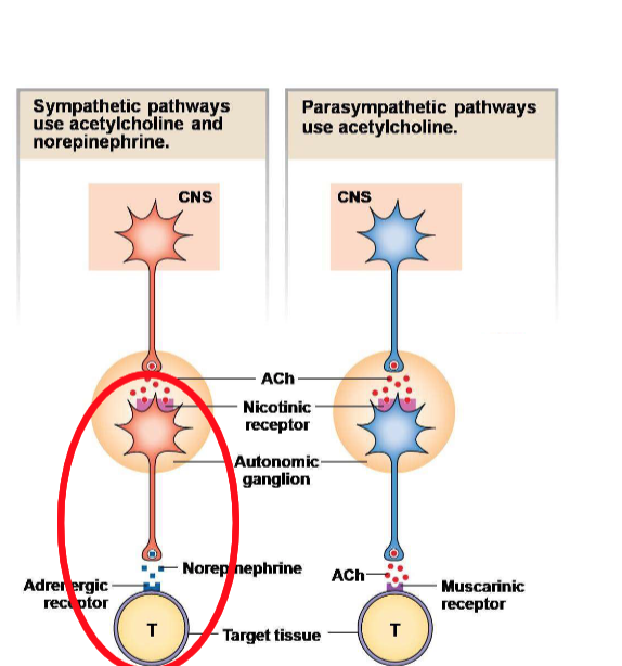 <p>Most postganglionic sympathetic receptors secrete…</p>