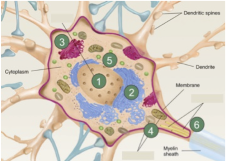 <p>Name the individual structures indicated by numbers 1-6</p>