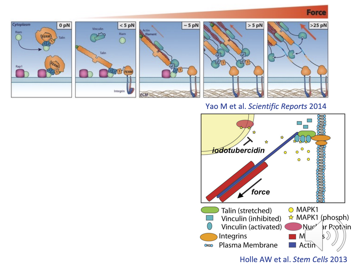 <p>Talin &amp; Vinculin can sense the strength of the tension due to their cryptic binding sites</p><ul><li><p>their binding sites are exposed/activated when the molecule is stretched </p></li></ul><p>Talin = up to 9 binding sites for vinculin</p><p>Vinculin = up to 3 for MAPK</p><ul><li><p>concentration difference between bound and unbound vinculin can indicate the level of forces the cell is experiencing</p></li><li><p>unbound = less force</p></li></ul><p></p>