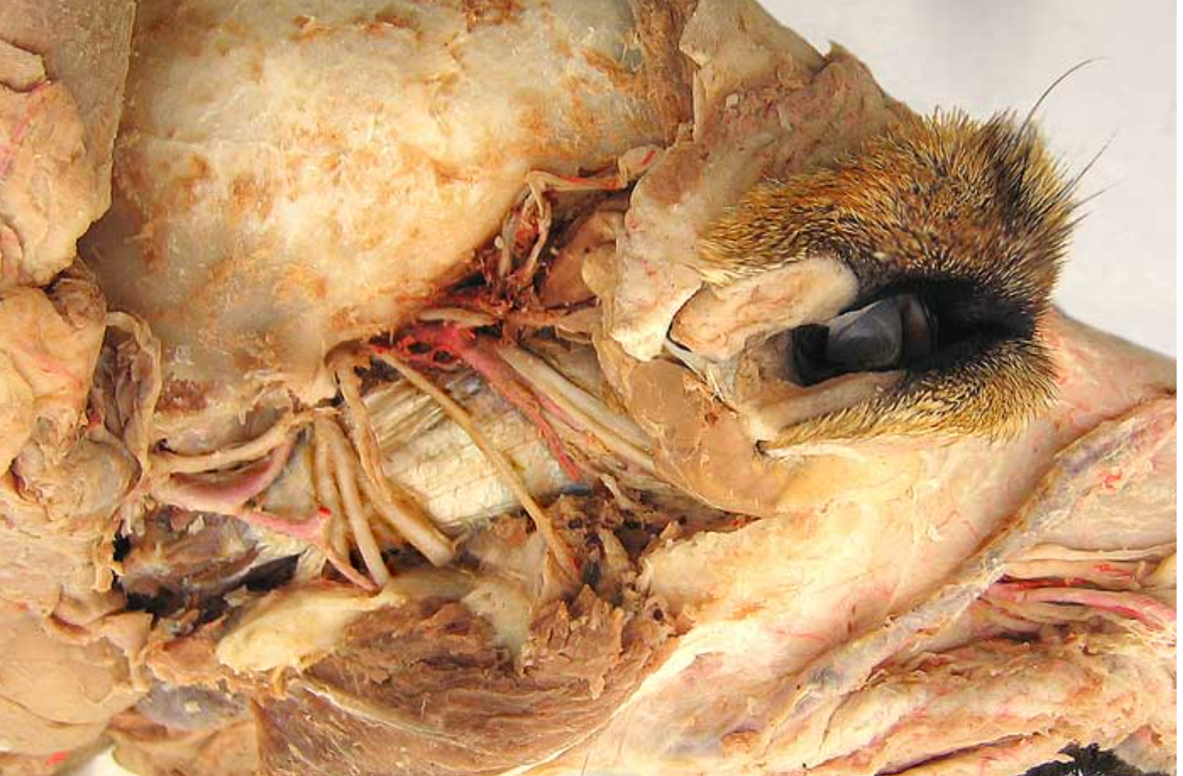 <ol start="2"><li><p>inferior alveolar nerve: in the mandible, supplies sensory nerves to teeth</p></li><li><p>lingual nerve: larger &amp; more rostral than ^, runs under the tongue, runs on mylohyoid m.</p></li></ol><p></p>