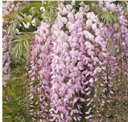 <p>japanese wisteria,&nbsp;</p><p>lightly crinkled leaves, with a long end, distinct flowers, is a vine&nbsp;</p>