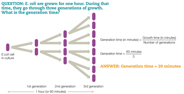 The time that it takes for a cells population to double
