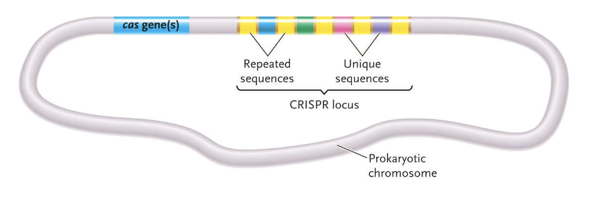 <p>Microbial immune system </p><ul><li><p>Prokaryotes that survive viral attack can add 40bp segment of VIRAL DNA to their genome </p></li><li><p>The CRISPR array is a library of VIRAL DNA SEQUENCES  </p></li><li><p>Clustered Regularly Interspace Short Palindromic Repeat </p></li><li><p>A mix of repeated CONSTANT DNA sequences and UNIQUE (VIRAL) DNA sequences </p></li></ul><p></p>