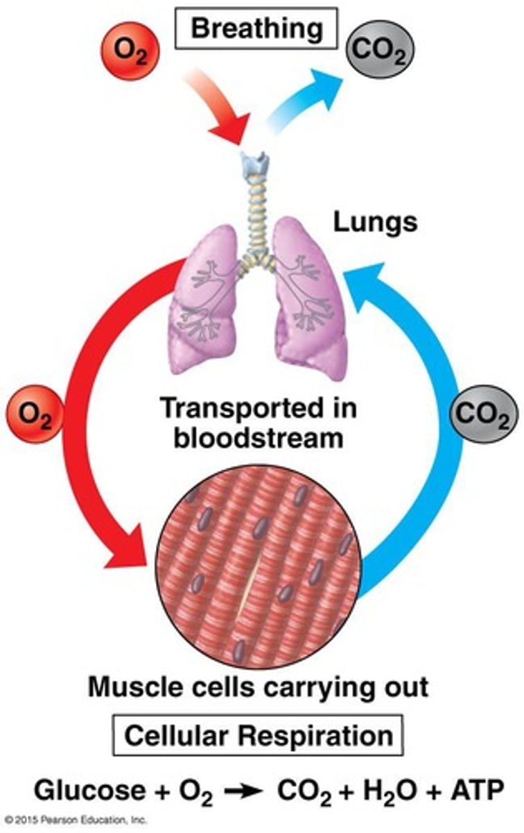 <p>Carbon dioxide (CO2) and water (H2O).</p>