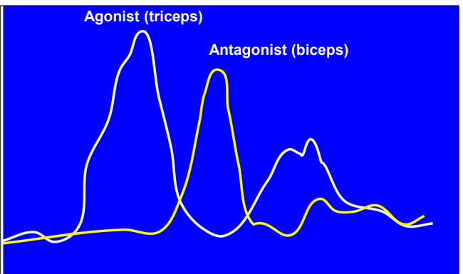 <ul><li><p>During an antagonistic muscle pair study, the antagonist will show electrical movement towards the end as it acts as a break</p></li><li><p>When the antagonist was blocked, the reading still ahd electrical movement. This shows it’s a pre-programmed movement sent in advance to the muscle</p></li><li><p>However these tests were done under rapid movement. When done under slow movement the athlete had time to override the motor programme </p></li></ul><p></p>