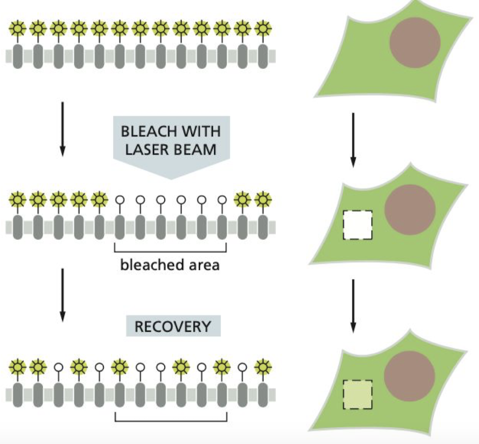 <p>if a certain portion of the bilayer is modified, membrane lipids diffuse to even out modified area.</p>