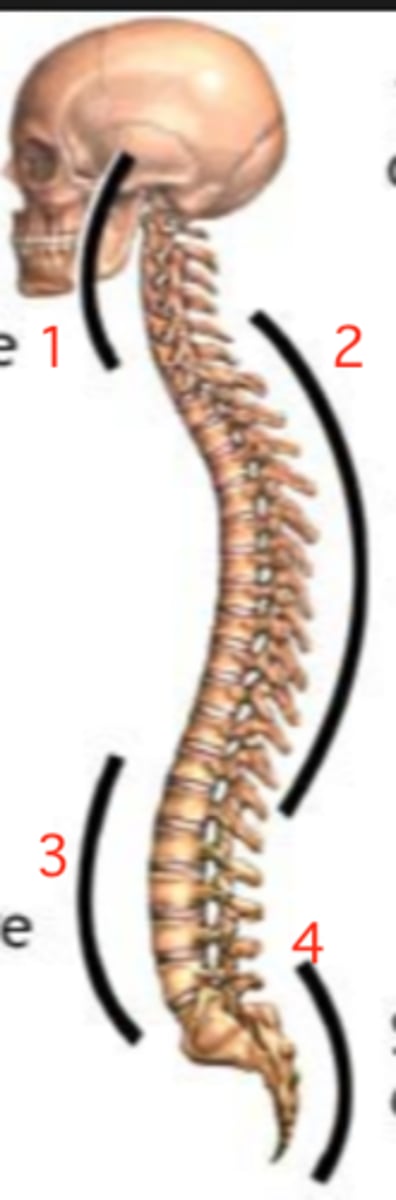 <p>Natural flexion of spine (4 in image).</p>