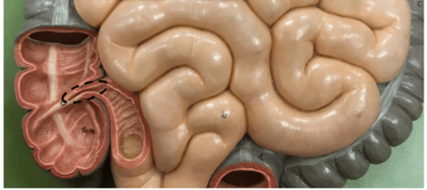 knowt flashcard image