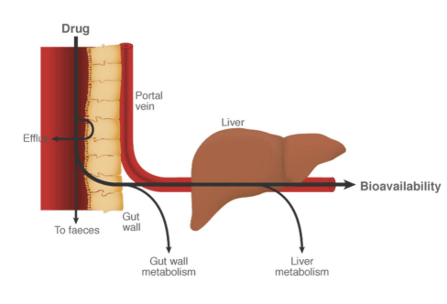 <p>drugs undergo extensive metabolism in the liver, as they are transported for the first time via the portal system </p><p>- liver can excrete drug into bile (biliary excretion)</p>