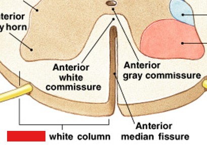 <p>Which of the white columns:</p><ul><li><p>Lie between anterior gray horns and anterior median fissure</p></li></ul><p></p>