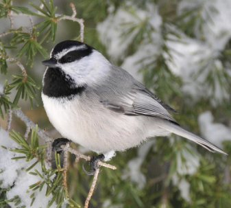 <ul><li><p>common bird of MCF</p></li><li><p>small bird with grey bodies and black and white stripes on heads , chin black while head sides white</p></li><li><p>Nest in old woodpecker holes</p></li><li><p>Same niche as the white breasted nuthatch above the foothills</p></li><li><p>gleaner</p></li><li><p>people in mountains find them visiting feeders (seeds or nectar)</p></li><li><p>rarely seen often heard</p></li><li><p>chick a de de sound</p></li></ul><p></p><p></p>