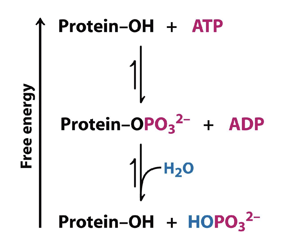 <ul><li><p>fosforylering/defosforylering aktiverar/deaktiverar proteiner</p></li><li><p>fosforylering sker av proteinkinaser</p></li><li><p>desfosforylering sker av proteinfosfataser </p></li><li><p>Det leder till en stor förändring i proteinets egenskaper: ±2 negativ laddning och ±2 vätebindningar</p></li><li><p>Både snabb och långsam reglering beroende på kinas/fosfataset </p></li><li><p>Kinaser kan antingen vara specifika  för vissa proteiner eller påverka många olika proteiner (t.ex proteinkinas A)</p><ul><li><p>Människor har mer än 550 kinaser </p></li></ul></li></ul><p></p>