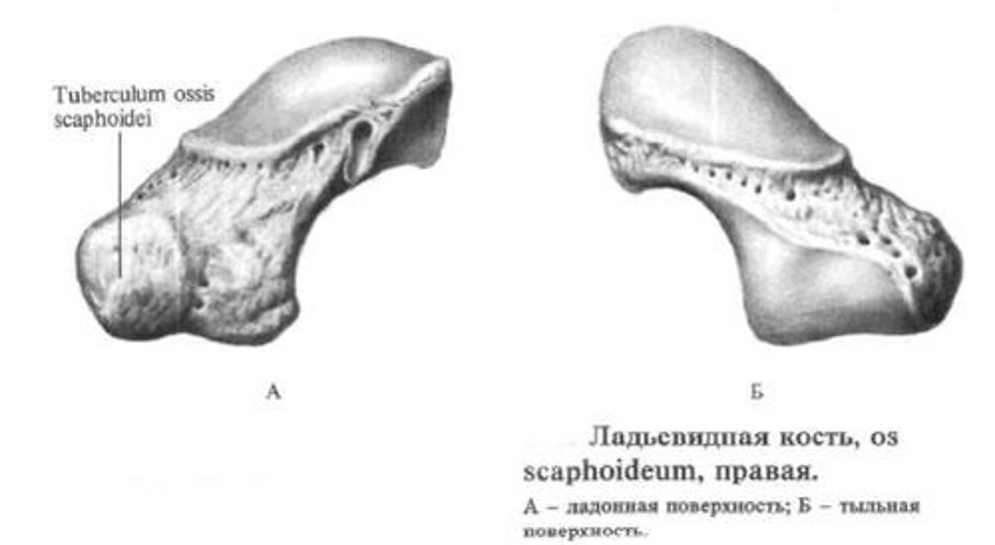 <p>A prominent bump on the scaphoid bone that serves as an attachment point for ligaments.</p>