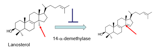 <ul><li><p><strong>Inhibits 14-a-demethylase CYP enzyme</strong></p><ul><li><p><strong>Inhibits demethylation of Lanosterol to Ergosterol</strong></p><ul><li><p>Ergosterol analog formed lacks proper properties—> membrane leakage= cell death</p><p></p></li></ul></li></ul></li></ul><p></p>