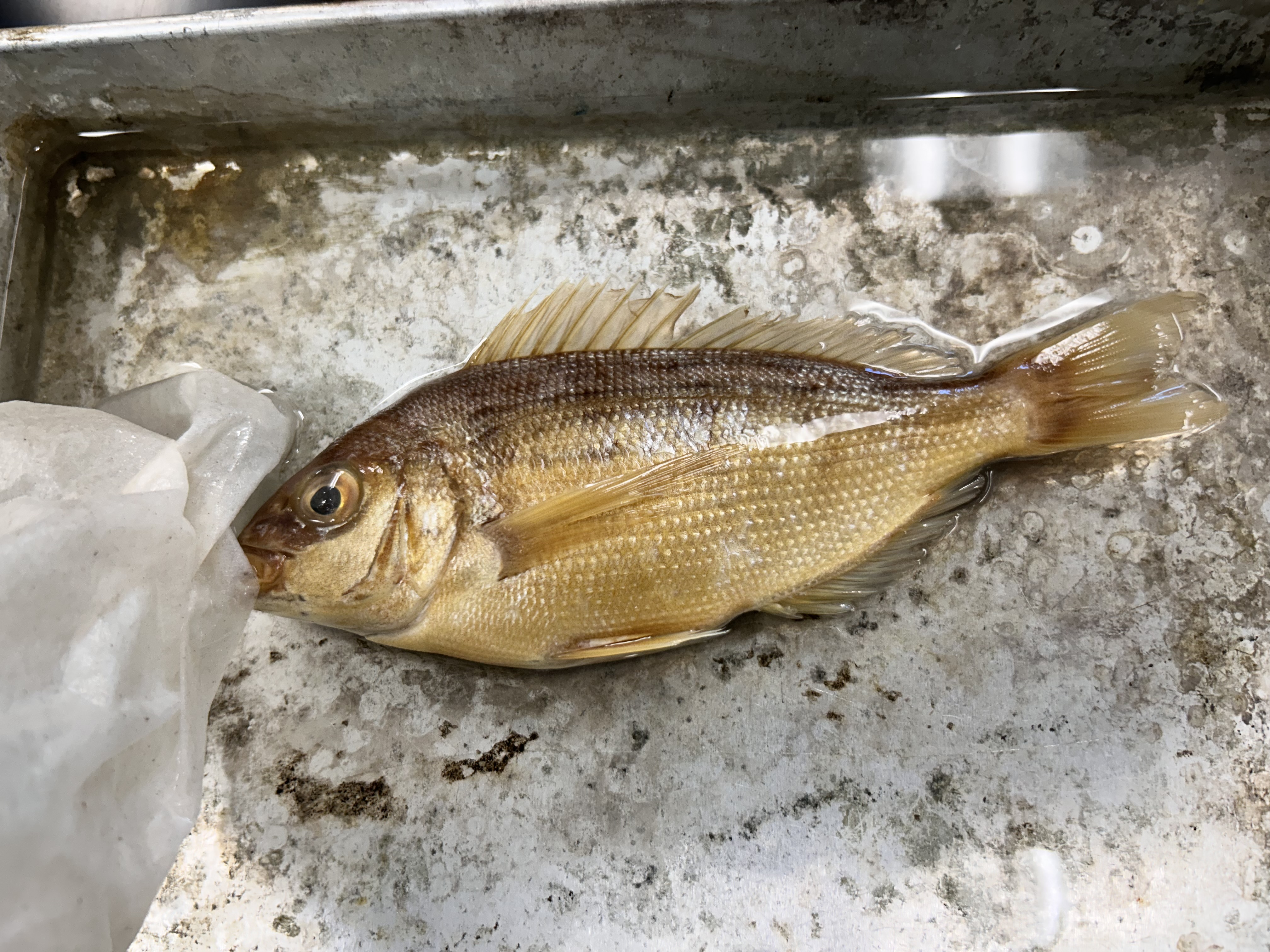 <p>pinfish</p>
