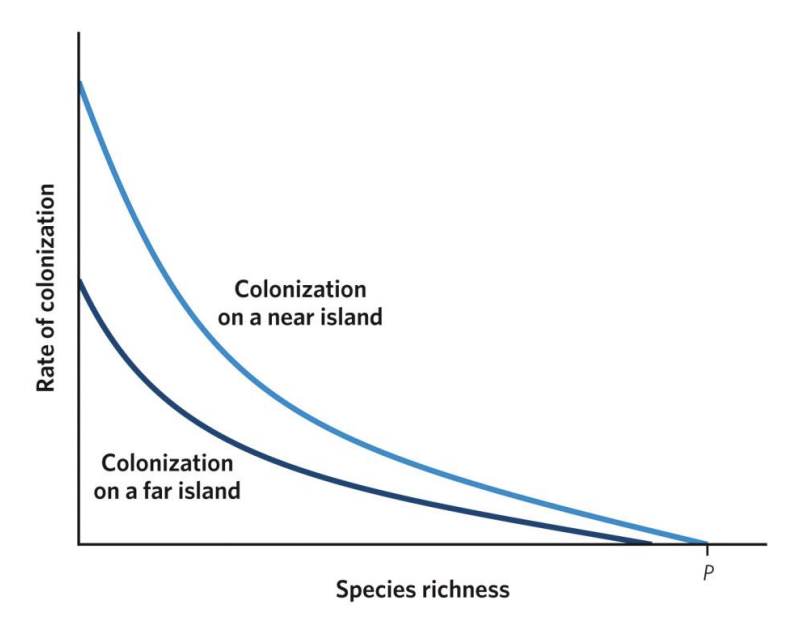 <p>As species richness increases, the rate of novel colonizations decreases in near and far islands. Near islands, though, have higher colonization rates (notice that the curve for near islands sits above the curve for far islands) and can acquire a greater total number of species (notice where each curve intersects with the x-axis) because they are more accessible to species with lower dispersal capacity. Although the mainland contains a finite number of species (P), not all of those species may be able to reach the far islands.</p>