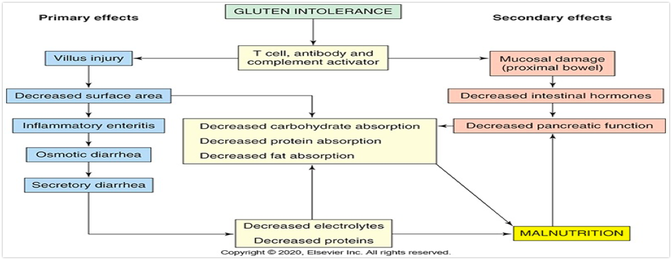 <p><span style="font-family: "Wingdings 2""></span><span style="font-family: "Times New Roman""><strong>Onset of manifestations depends on the age of the infant when gluten-containing substances are added to the diet</strong></span></p><p><span style="font-family: "Wingdings 2""></span><span style="font-family: "Times New Roman""><strong>Severity of symptoms varies tremendously</strong></span></p><p><span style="font-family: "Wingdings 2""></span><span style="font-family: "Times New Roman""><strong>Celiac crisis</strong></span></p><p><span style="font-family: "Wingdings 2""></span><span style="font-family: "Times New Roman""><strong>Severe diarrhea, dehydration, &amp; hypoproteinemia d/t malabsorption</strong></span></p><p><span style="font-family: "Wingdings 2""></span><span style="font-family: "Times New Roman""><strong>Diagnosis confirmed with serologic autoantibody measurement</strong></span></p><p><span style="font-family: "Wingdings 2""></span><span style="font-family: "Times New Roman""><strong>Gluten-free diet for life</strong></span></p><p></p>