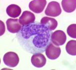 <p>largest leucocyte, large kidney bean nucleus, clear cytoplasm, few granules, darl stained nucleus, carry out phagocytosis</p>