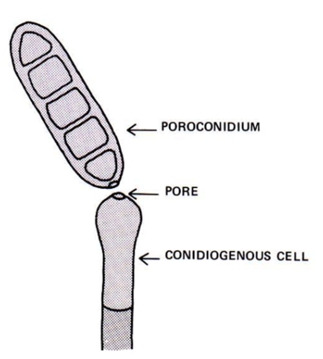 <p>a conidium developed through a channel or pore in hyphae</p>