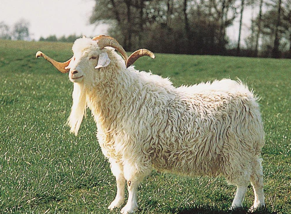 <p>What Goat is this?</p>