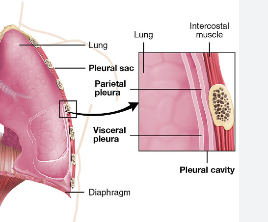 <p>def. all the tissues between the skin and the lungs</p>