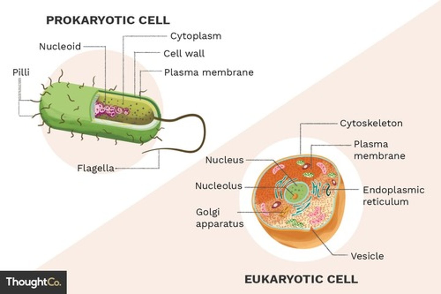 <p>Cells that have a membrane-bound nucleus and organelles.</p>