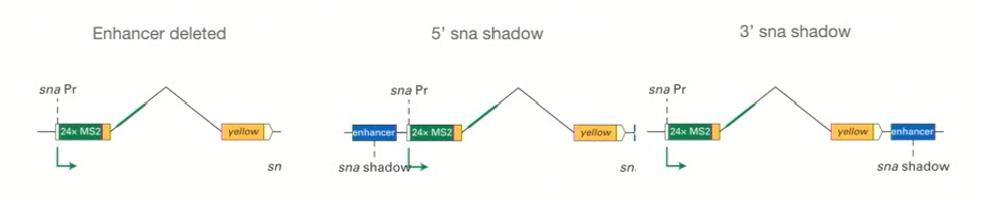 <ul><li><p><strong>Enhancers were identified and then tested by being placed in different positions, or eliminated altogether. This allowed investigators to ask the question of how important enhancers were, and their position to the formation of the RNA product from a given gene</strong></p></li><li><p>1st diagram: snail promoter (gene important for gastrulation) is kept, but the enhancer is deleted. <strong>NO RNA FORMED</strong></p></li><li><p>2nd diagram: enhancer placed 5’ to the promoter region (upstream of&nbsp; the reporter). <strong>Demonstrated blinks of transcription</strong></p></li><li><p>3rd diagramL enhancer placed downstream. Demonstrated blinks of transcription, but <strong>not as common as 5’ enhancer.</strong></p></li><li><p>Individual nuclei will express transcription strongly, then stop. This blinking demonstrates that RNA polymerase transcribes, stops, and transcribes again</p></li></ul><p></p>