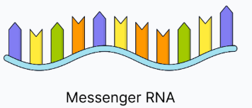 <ul><li><p class="helperbird-reading-line-height-22">Carries the genetic code from DNA to the ribosome.</p></li><li><p class="helperbird-reading-line-height-22">Single-stranded and varies in length depending on the gene being expressed.</p></li><li><p class="helperbird-reading-line-height-22">mRNA is linear so there are no complementary base pairs or hydrogen bonds within the mRNA molecule itself.</p></li><li><p class="helperbird-reading-line-height-22">Has codons (sets of 3 bases which code for a specific amino acid.</p></li></ul><p></p>