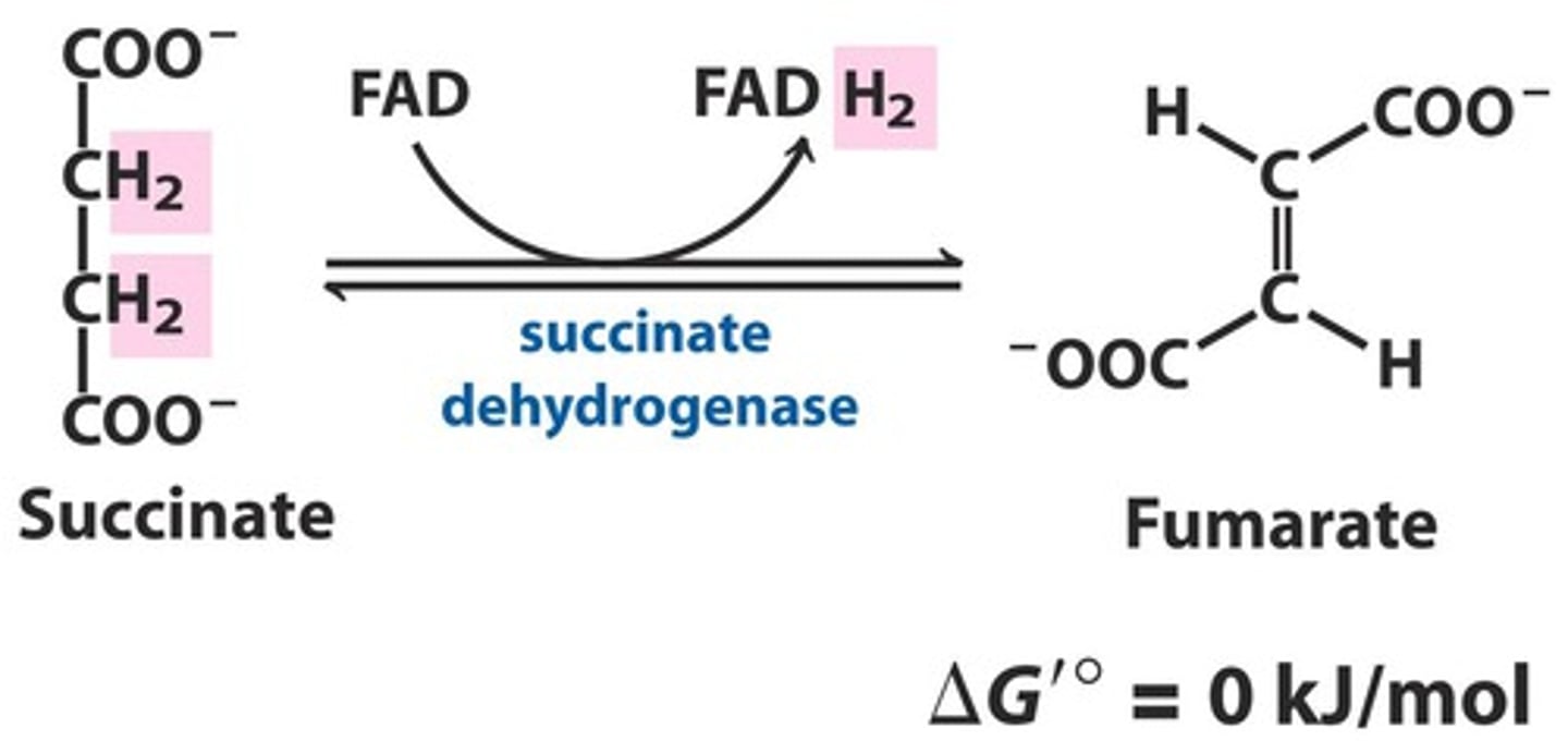 <p>Reactants: Succinate + FAD</p><p>Products: Fumarate + FADH2</p><p>Enzyme: Succinate Dehydrogenase</p><p>Delta G: 0 kJ/mol</p><p>Reversibility: Reversible</p>